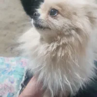 سگ پامر دوساله