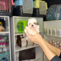 شیتزو  نر و ماده|سگ|تهران, تهرانپارس غربی|دیوار