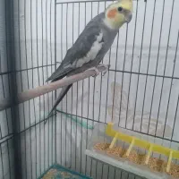 عروس هلندی نر مست