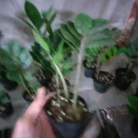 گل زامیفولیا زام زاموفیلیا هدیه کادویی|گل و گیاه طبیعی|مشهد, هنرور|دیوار