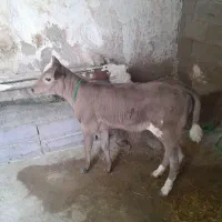 گوسا|حیوانات مزرعه|سنندج, |دیوار