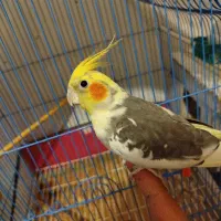 عروس هلندی نر