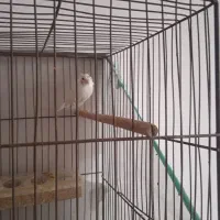 قناری|پرنده|میبد, |دیوار