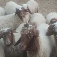 بره نر