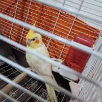 عروس هلندی خانگی|پرنده|رشت, آب آسیاب|دیوار