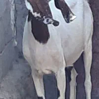 بز داشتی