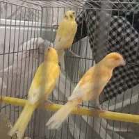 گرینچیک، عروس هلندی، قناری|پرنده|شاهین‌شهر, طالقانی|دیوار