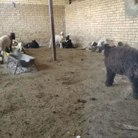 بره نر جفتی کیلویی 90و80کیلویی