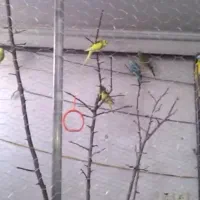 قبول واگذاری پرندگان