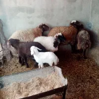 دو راس میش وبره باب داشتی جوان|حیوانات مزرعه|دره شهر, |دیوار