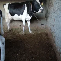 گاوشیری با گوساله