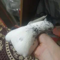 یک جفت کبوتر با جوجه|پرنده|رشت, پاره بیجار|دیوار