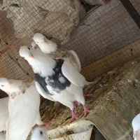 کبوتر طوقی کاکولی پاک|پرنده|طبس, |دیوار