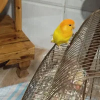 کوتوله برزیلی