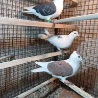 کفتر پشتدار رنگی پرشی کله شصتی نر