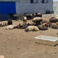 میش گوسفند بره