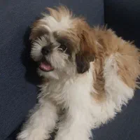 سگ واگذارمیشه