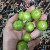آلوچه