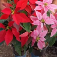 فروش ویژه گیاه وگلدان روز مادر روز زن و شب یلدا|گل و گیاه طبیعی|مشهد, شفا|دیوار