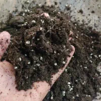 خاک مخصوص گلهای آپارتمانی و زینتی ،ویژه هر گیاه|گل و گیاه طبیعی|جوین, |دیوار