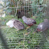 بلدرچین مینیاتوری|پرنده|قائم‌شهر, |دیوار