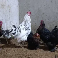 مرغ و خروس گلین|حیوانات مزرعه|خمینی‌شهر, |دیوار