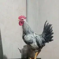 گمشده|حیوانات|اهر, |دیوار