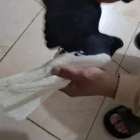 کبوتر|پرنده|تاکستان, |دیوار