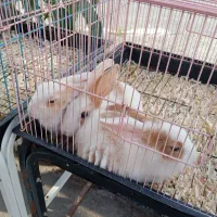 انواع خرگوش|موش و خرگوش|محمودآباد, |دیوار