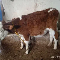 گاو و گوساله|حیوانات مزرعه|نظر کهریزی, |دیوار