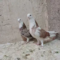 کبوتر کفتر سه جفت|پرنده|نسیم‌شهر, |دیوار