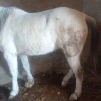 اسب محلی|اسب و تجهیزات اسب‌سواری|قوشخانه, |دیوار