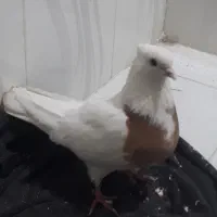 جفت طوقی با جوجه هاش