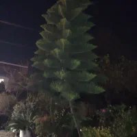 کاج مطبق|گل و گیاه طبیعی|رحیمآباد, |دیوار