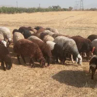 بره ماده افشاری و غزل افشار|حیوانات مزرعه|گلپایگان, |دیوار