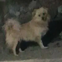 سگ پامر معاوضه با اسپیکر