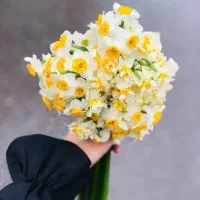 کل نرگس بومی سمنان