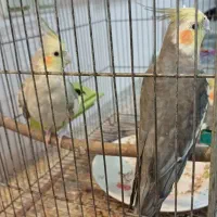 طوطی|پرنده|سامان, |دیوار