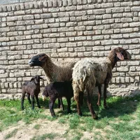 میش بره دار