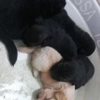 سگ پاکوتاه اشپیتز|سگ|کیاشهر, |دیوار