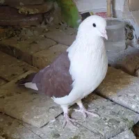 جفت نروماده کلاغ سرخ و زرد خال دار
