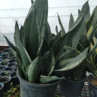 فروش انواع گل و گیاه