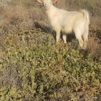 بزهای آبستن از نربز فرانسوی اصل شیری نربزکاموری|حیوانات مزرعه|گنبد کاووس, |دیوار