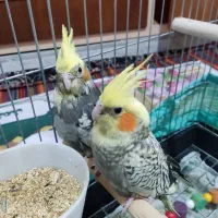 عروس هلندی یک ماهه قابلیت تعلیم و تربیت