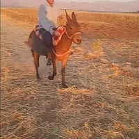 قاطر|اسب و تجهیزات اسب‌سواری|الشتر, |دیوار