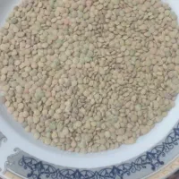 عدس محلی ۴۰ کیلو