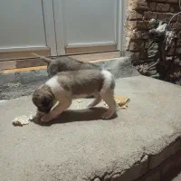 سگ سرابی|سگ|اسلام‌‌آباد غرب, |دیوار