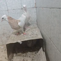 طوقی کاکل عطیقه|پرنده|زاهدان, |دیوار