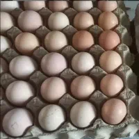 فقط ۱۴ تومن تخم مرغ محلی