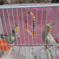 عروس هلندی ۶ماهه|پرنده|مشهد, منزل آباد|دیوار